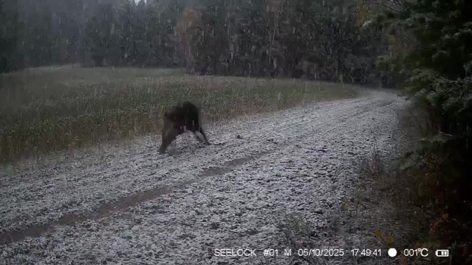 Смотрите, как бурно реагирует кабанчик на первый снег в Саяно-Шушенском заповеднике