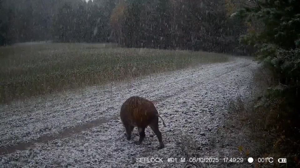 В Саяно-Шушенском заповеднике в объектив фотоловушки попал «дрифтующий» кабан