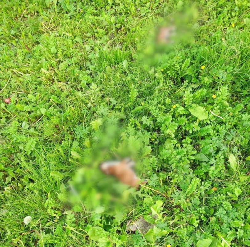 Красноярка выкинула из окна семь щенков