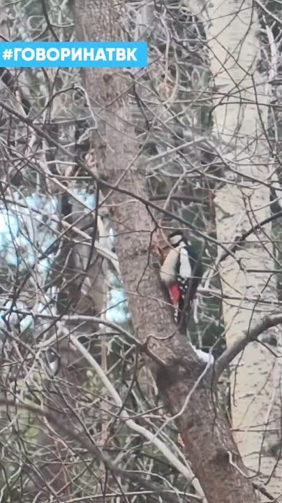 Пёстрый дятел в Гремячей гриве