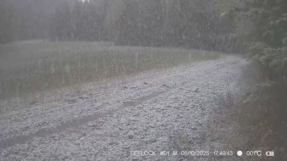 «Дрифт» кабана показали в Саяно-Шушенском заповеднике