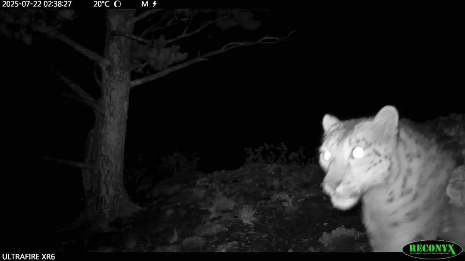 Барсомобиль заказывали?. Оказывается, детеныши снежного барса очень даже похожи на человеческих: тоже хотят на ручки и кататься на маме и папе