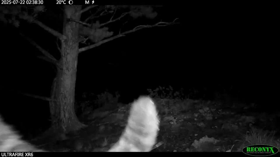 Только взгляните, какой трогательный момент из жизни снежных барсов попал в объектив фотоловушки!