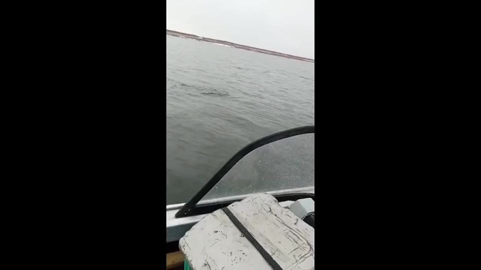 В Заполярье нерпы крадут улов у местных рыбаков