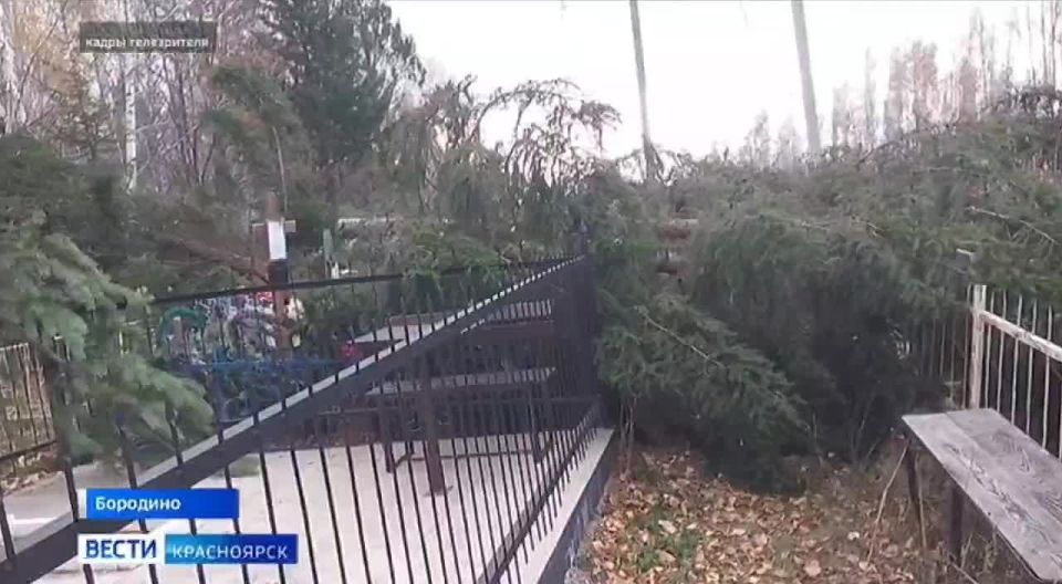 На бородинском кладбище спиленными деревьями повредили захоронения