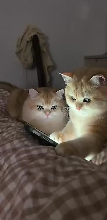 А ты оплатил ей корзину на маркетплейсе?