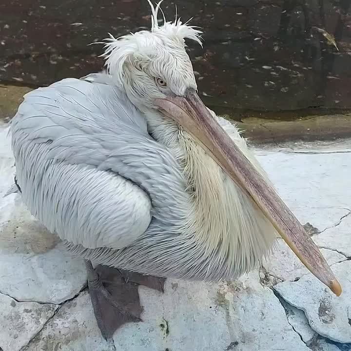 Настроение пятницы и всего октября: кудрявый пеликан из абаканского зоопарка