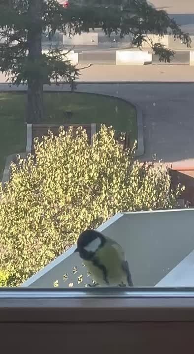 Вот такая любопытная гостья к нам прилетела