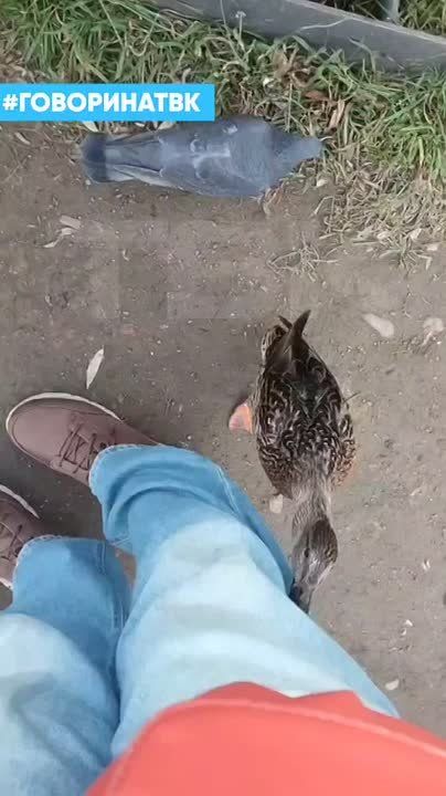 Утки атакуют. Они так привыкли, что их приходят кормить, что уже требуют угощения от всех подряд) Кстати, для любителей кормить всех зверюшек с рук – очередное напоминание, что так лучше не делать Роспотребнадзор сообщил...