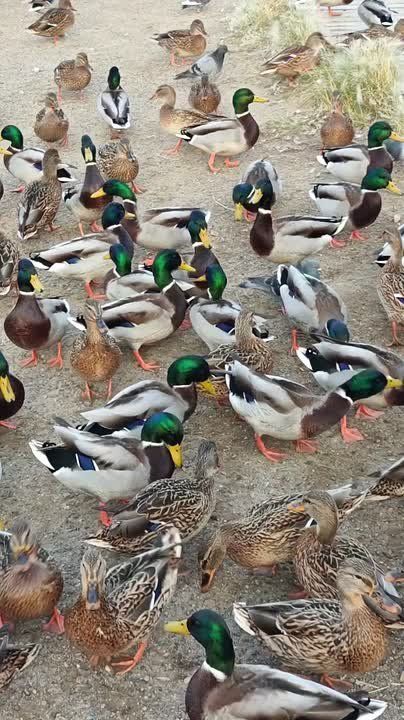 Погода на 18 октября. Нашествие уточек на видео ТВК