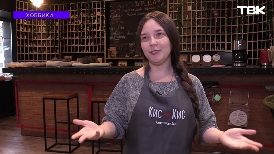 «Хоббики»: коллекция игрушечных котов в котокафе «Кис-Кис»