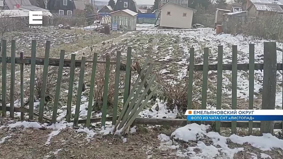 Под Красноярском дачники заметили медведицу с двумя детенышами