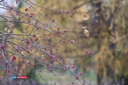  Gornovosti :  ,   400-    