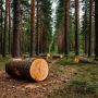 Красноярец напродавал в соседние страны лес на 88 миллионов рублей