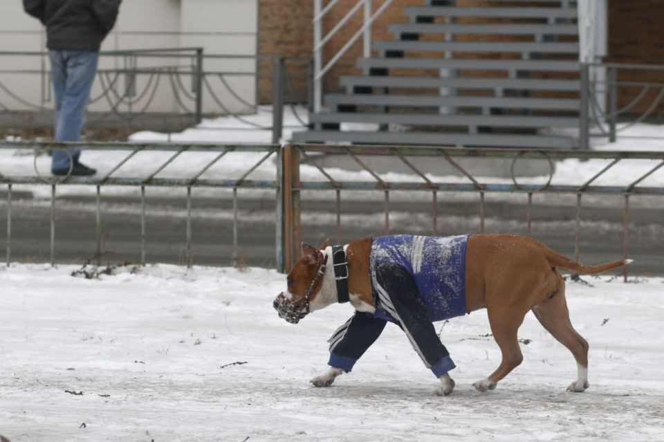 «Поведение хозяина влияет на его собаку»: зоопсихолог Петров рассказал, как сделать поход в ветклинику комфортным для себя и питомца