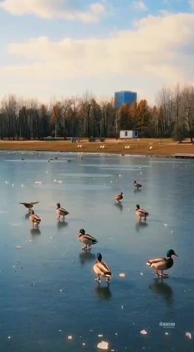 Уточки встали на коньки. Конечно же это нейронка, но как забавно вышло