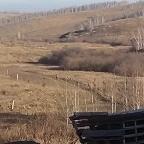 Бродячие собаки растерзали 10-летнего мальчика в поле в Красноярском крае