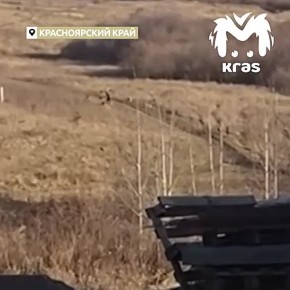 Момент нападения собак на десятилетнего мальчика в Красноярском крае попал на видео