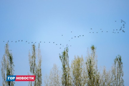 Главные Gornovosti недели: ноябрьские праздники, ледовый городок, реставрация домов-памятников, первый гол и победа «Сокола»
