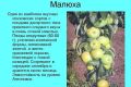 Яблоня малюха: компактное чудо для вашего сада