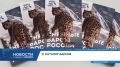 Впервые в России создали каталог известных снежных барсов с именами, историями и фотоальбомами