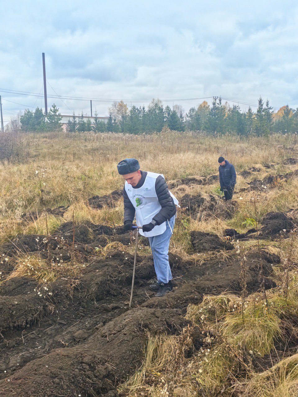 В Красноярском крае более 1,5 тысяч человек высадили 420 тысяч саженцев