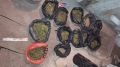 Полицейские нашли в бане у сельчанина 12 пакетов марихуаны