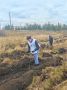 В Красноярском крае более 1,5 тысяч человек высадили 420 тысяч саженцев