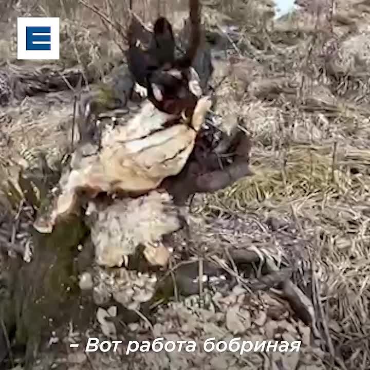 Бобры построили плотину на речке на юге края