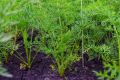 Как вырастить крупную и сладкую морковь: секреты мощной летней подкормки