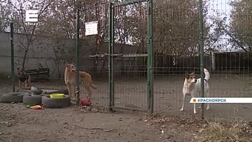 Жители СНТ, где собаки загрызли ребенка, жаловались на бродячих псов до трагедии