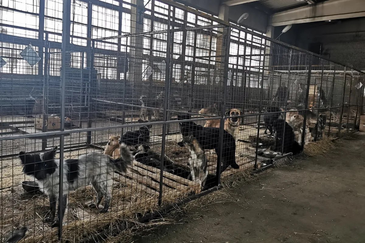 В Красноярске усилят отлов бродячих собак после гибели ребенка