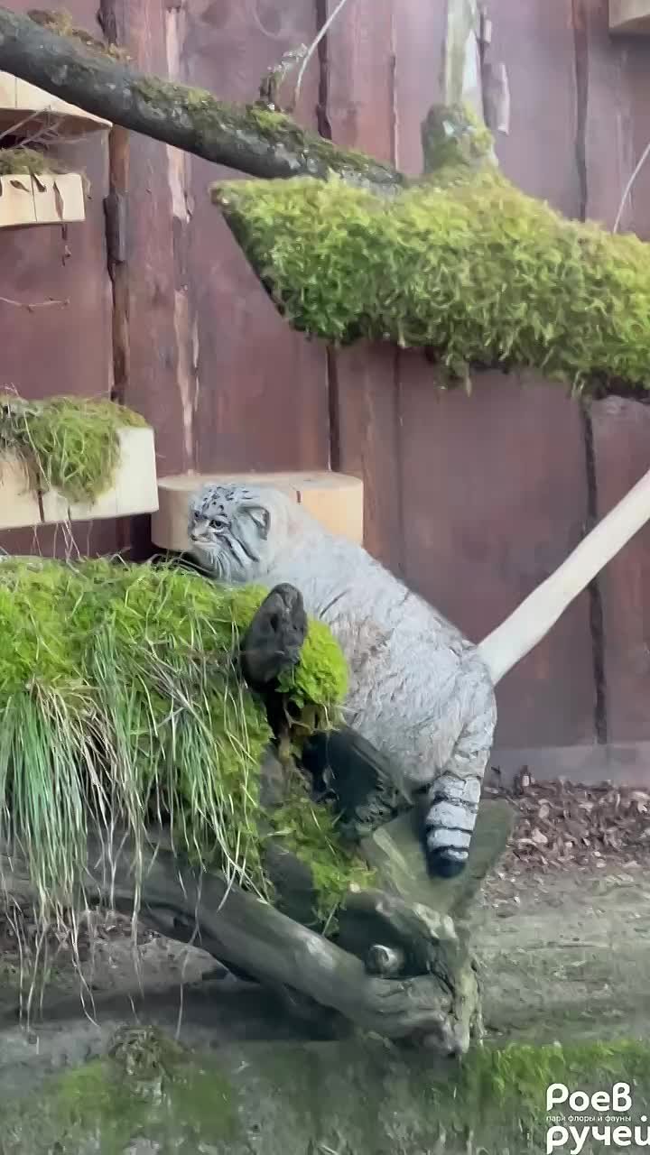 5,8 кг харизмы показали в Роевом ручье