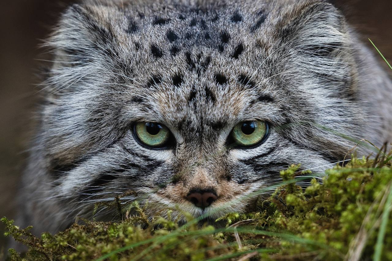 5,8 кг харизмы показали в Роевом ручье 5,8 кг харизмы показали в Роевом ручье