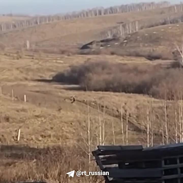 Ответственного за отлов животных арестовали на два месяца, после того как в Красноярском крае собаки загрызли мальчика