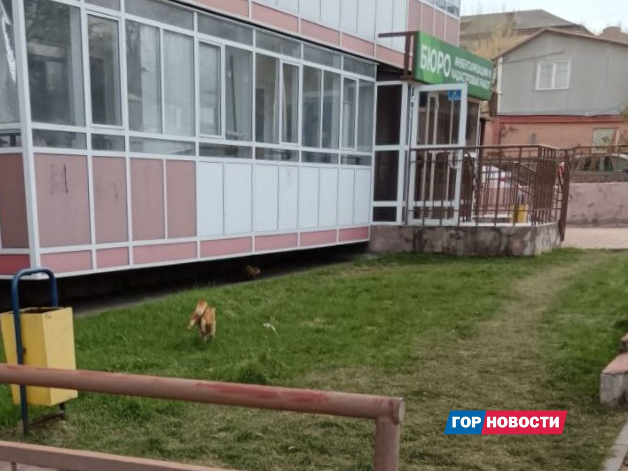 В Красноярске рыжий кот устроил «охоту» на соболя В Красноярске рыжий кот устроил «охоту» на соболя