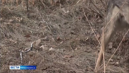 Из-за гибели ребёнка в Берёзовском районе задержана глава организации по отлову собак
