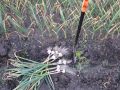 Как правильно заготовить молодой чеснок: советы для зимнего меню