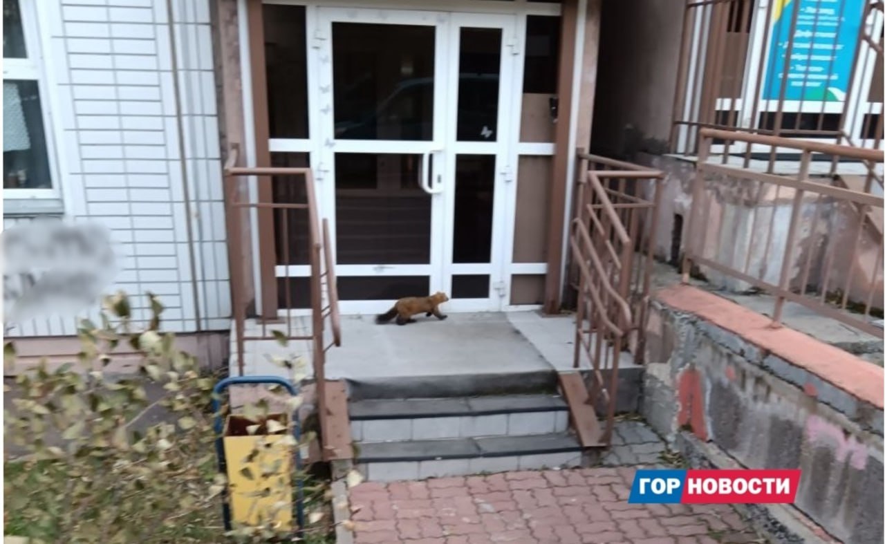 В Красноярске рыжий кот устроил «охоту» на соболя В Красноярске рыжий кот устроил «охоту» на соболя