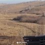 Ответственного за отлов животных арестовали на два месяца, после того как в Красноярском крае собаки загрызли мальчика