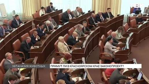 «Дальше мы не собираемся затягивать»: закон об эвтаназии бездомных животных вновь обсуждают в Красноярске после гибели 10-летнего мальчика