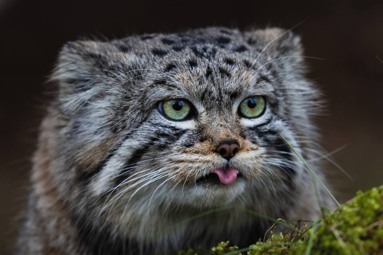 5,8 кг харизмы показали в Роевом ручье 5,8 кг харизмы показали в Роевом ручье