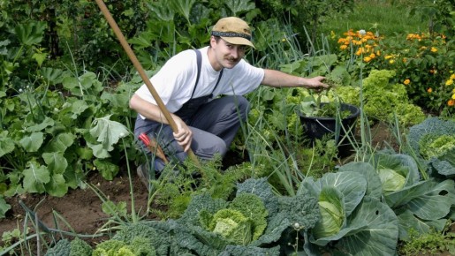 «Ленивый огород» без забот: эти культуры точно примутся и дадут урожай