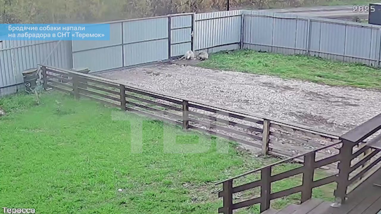 «Зашивали оба уха, шею и голову»: бродячие собаки напали на домашнего лабрадора за месяц до гибели ребенка в СНТ «Теремок»