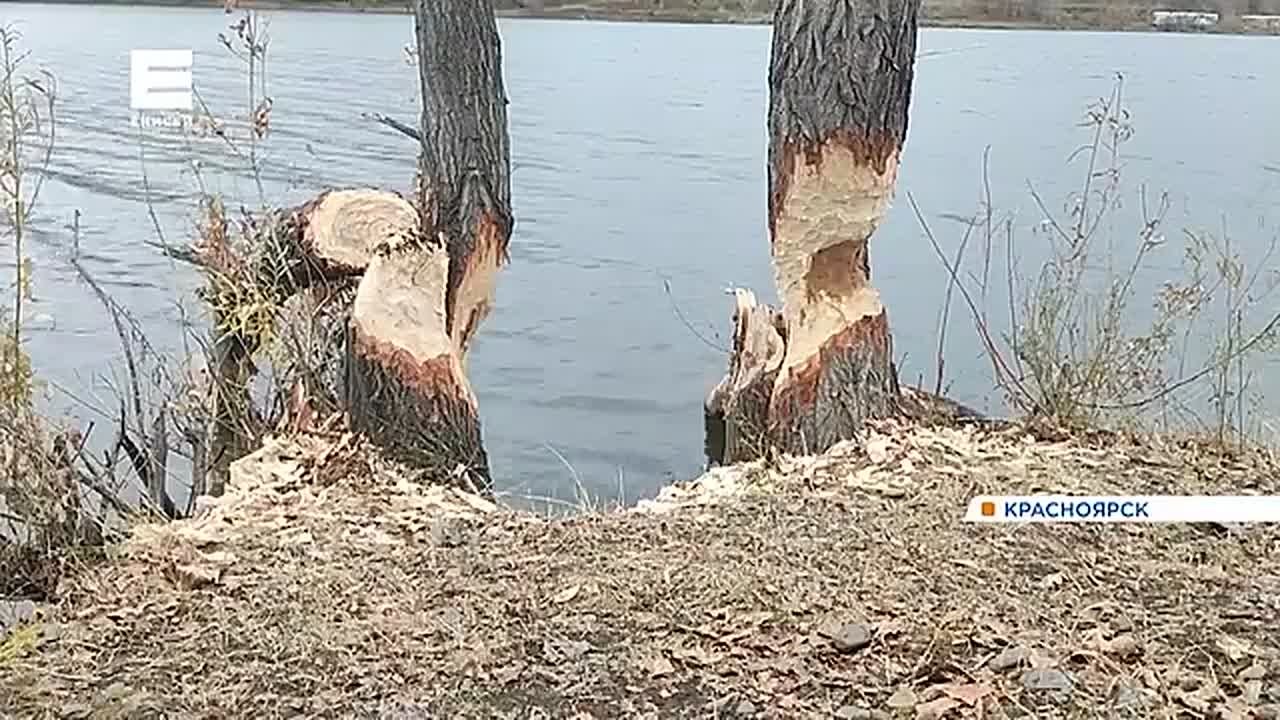 Бобры активизировались в разных районах края