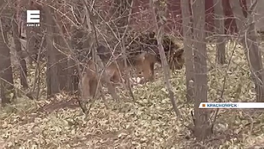 С 1 марта в крае запретят выгуливать собак без поводка и отпускать на самовыгул