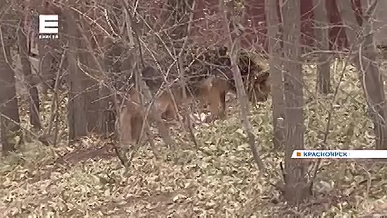 С 1 марта в крае запретят выгуливать собак без поводка и отпускать на самовыгул