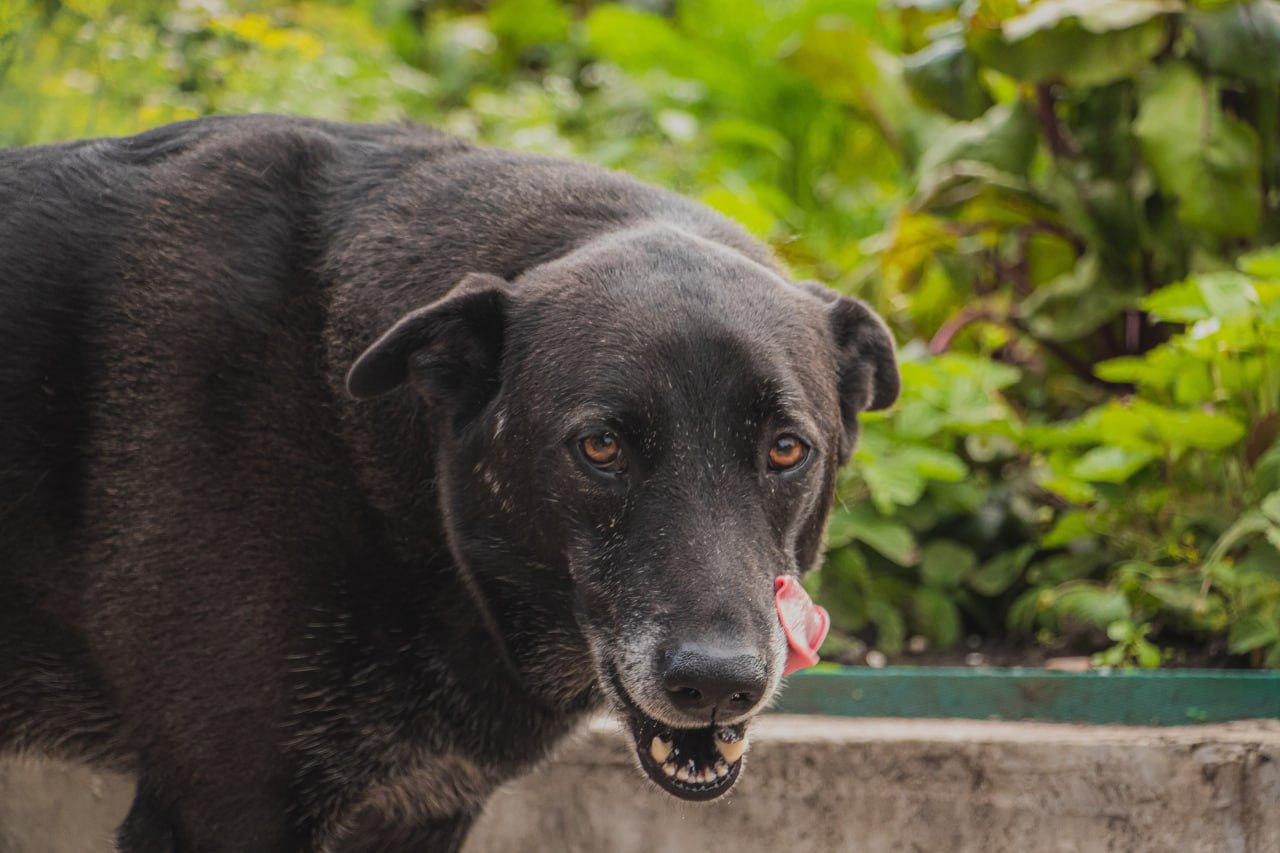 Самовыгул домашних животных запретят в Красноярском крае