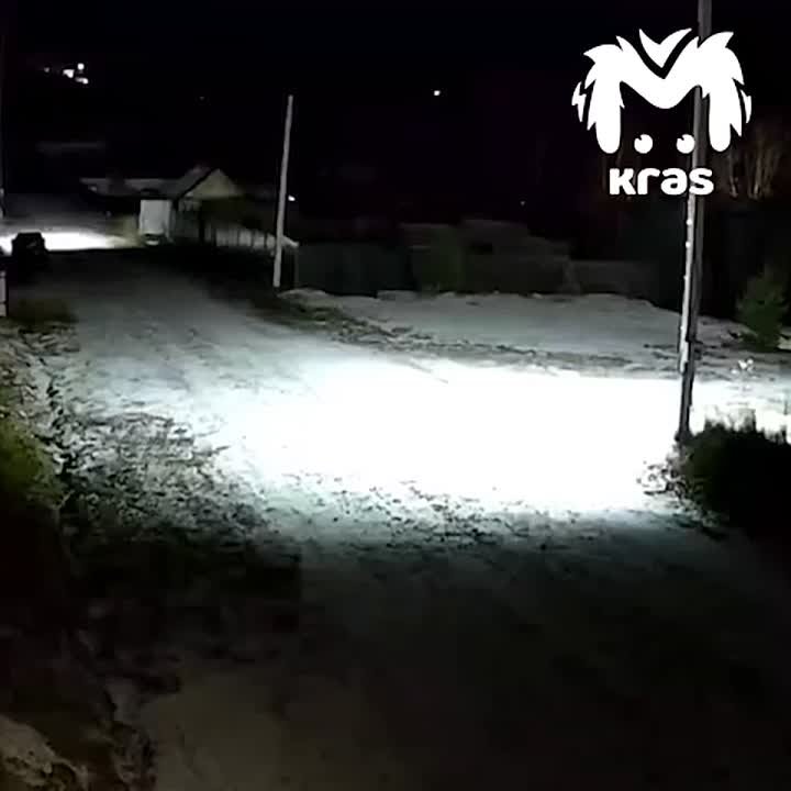 В Берёзовском районе, где собаки загрызли 10-летнего мальчика, ввели режим повышенной готовности