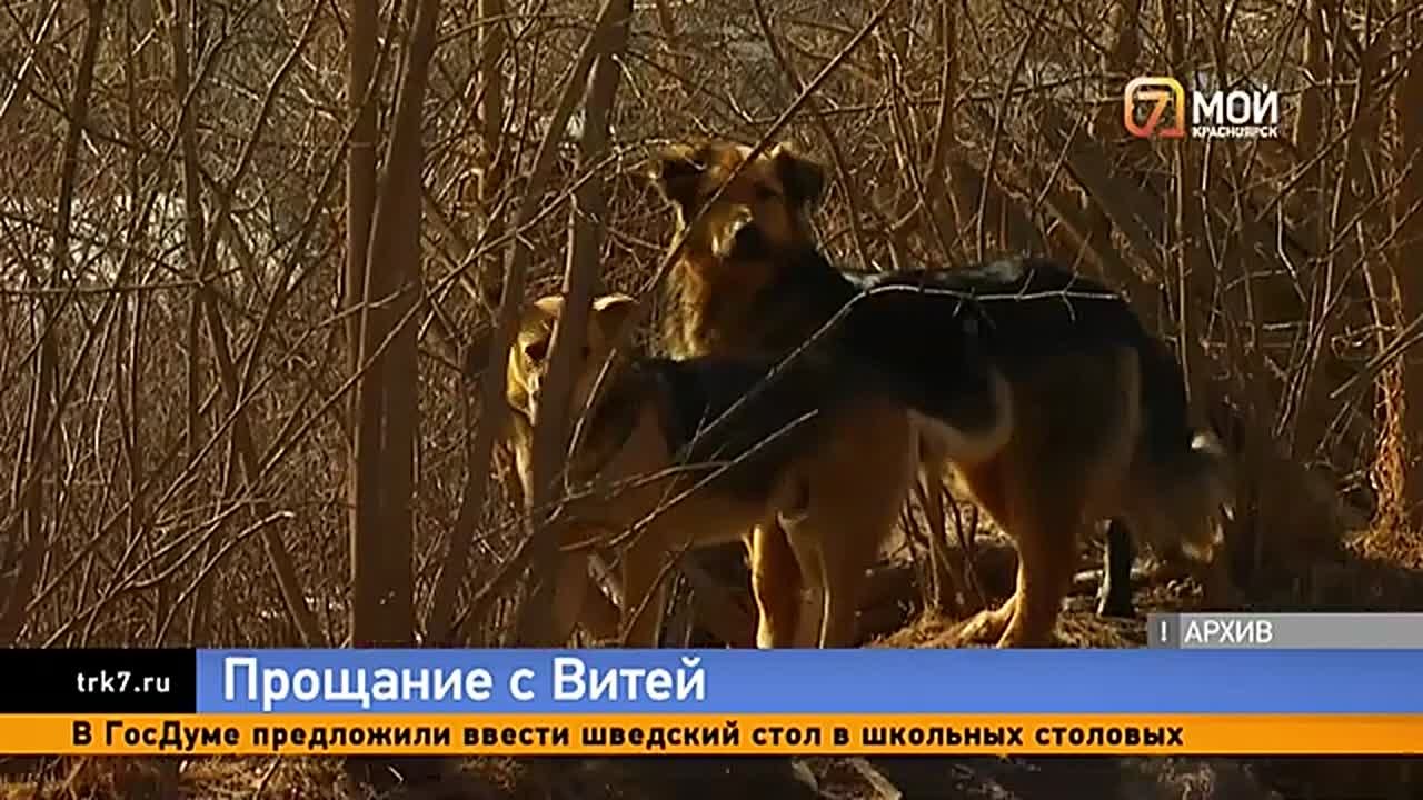 «Мальчик отличник, победитель олимпиад»